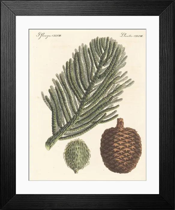 Framed Print : Norfolk Island pine, Araucaria heterophylla Framed Print : Norfolk Island pine, Araucaria heterophylla