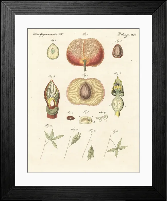 Framed Print : Development, propagation and movement in plants Framed Print : Development, propagation and movement in plants