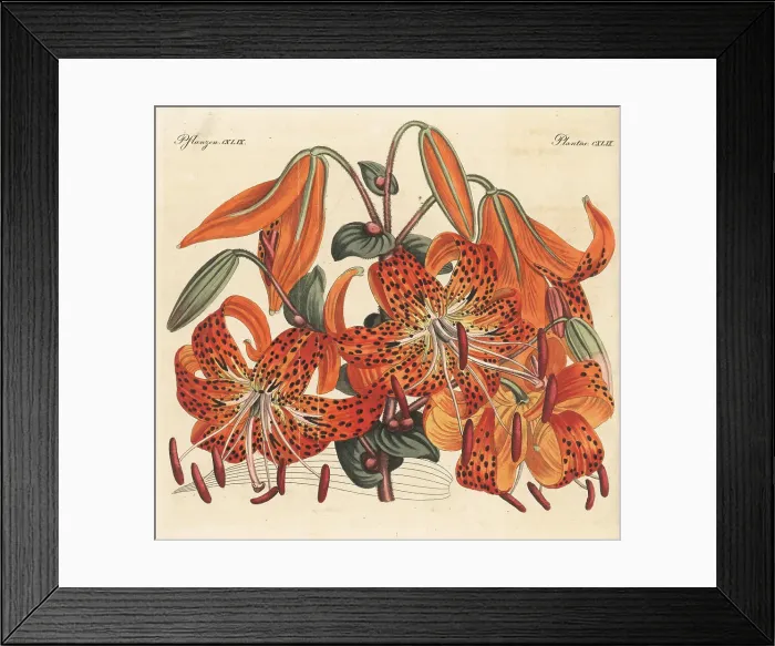 Framed Print : Tiger lily, Lilium lancifolium Framed Print : Tiger lily, Lilium lancifolium