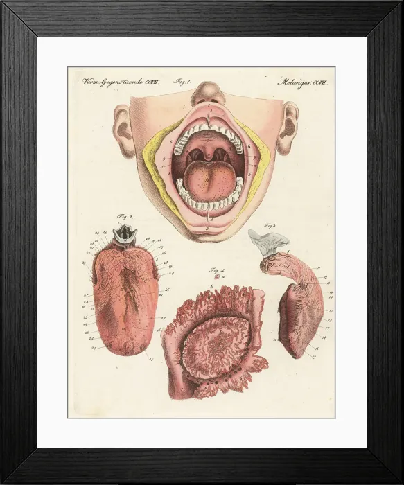 Framed Print : Anatomy of the human sense of taste Framed Print : Anatomy of the human sense of taste