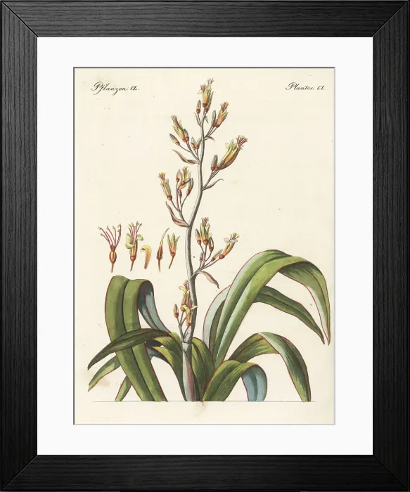 Framed Print : New Zealand flax or harakeke, Phormium tenax Framed Print : New Zealand flax or harakeke, Phormium tenax
