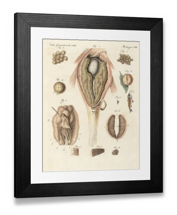 Framed Print : Anatomy of the generation of the carp and mussel Framed Print : Anatomy of the generation of the carp and mussel