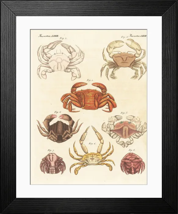 Framed Print : Exotic crab species Framed Print : Exotic crab species