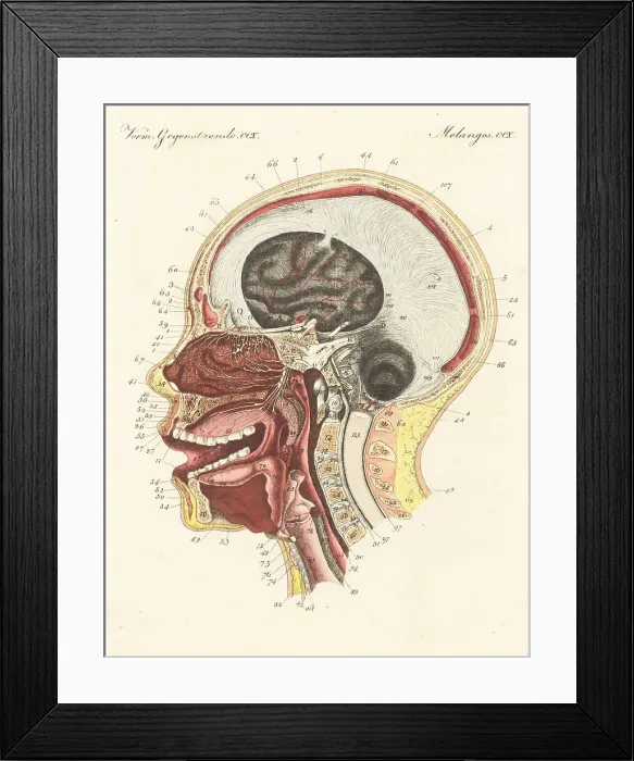 Framed Print : Anatomy of the sense of smell in the human nose Framed Print : Anatomy of the sense of smell in the human nose