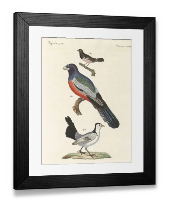 Framed Print : Species of exotic birds Framed Print : Species of exotic birds