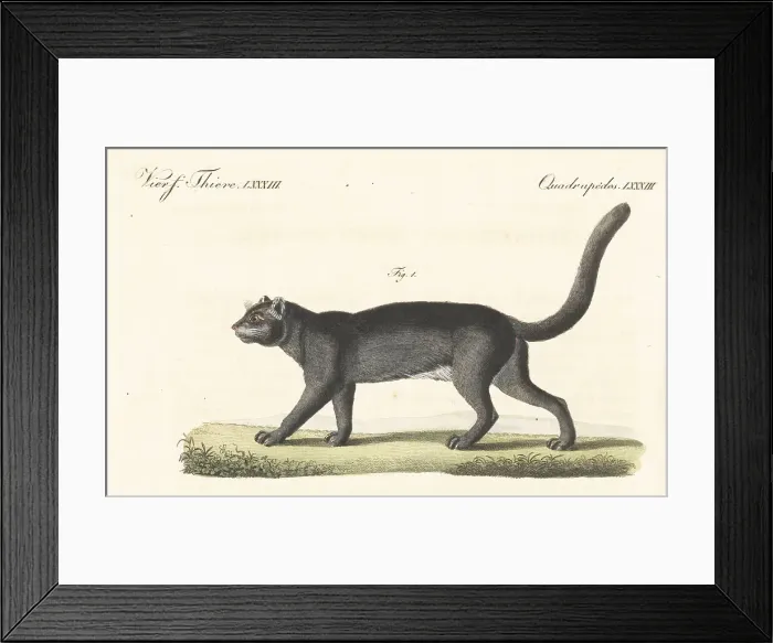Framed Print : Jaguarundi, Herpailurus yagouaroundi Framed Print : Jaguarundi, Herpailurus yagouaroundi