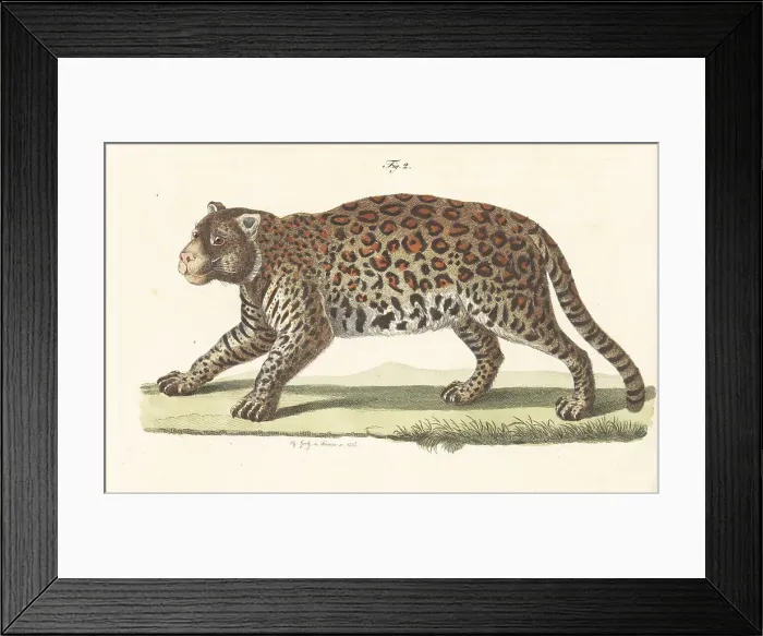 Framed Print : Jaguar, Panthera onca, native to the Americas Framed Print : Jaguar, Panthera onca, native to the Americas