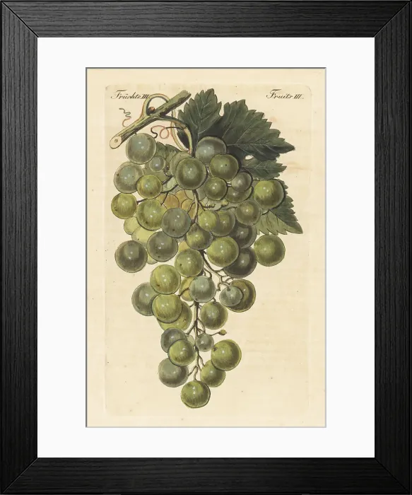 Framed Print : Le Chasselas blanc, white grape variety, Vitis vinifera Framed Print : Le Chasselas blanc, white grape variety, Vitis vinifera