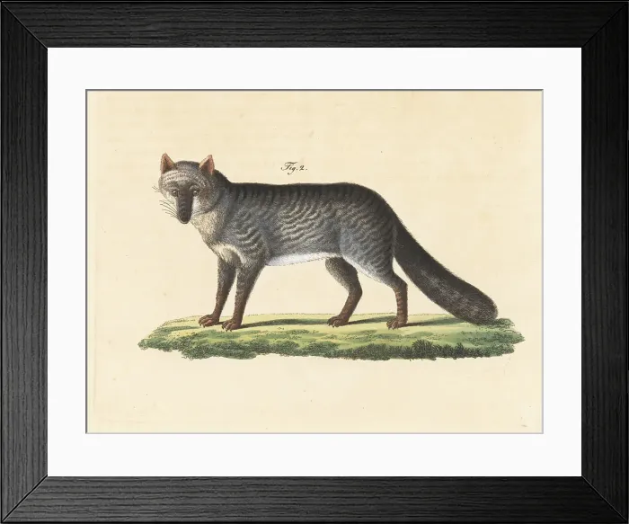 Framed Print : Tayra, Eira barbara