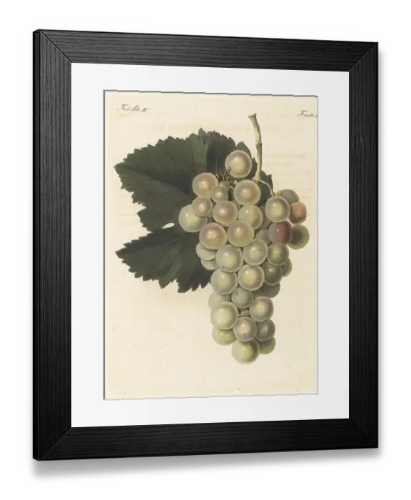 Framed Print : Le Chasselas vert, white grape variety Framed Print : Le Chasselas vert, white grape variety