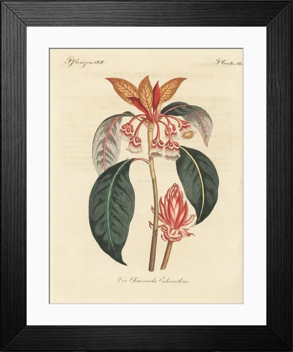 Framed Print : Chinese enkianthus, Enkianthus quinqueflorus Framed Print : Chinese enkianthus, Enkianthus quinqueflorus