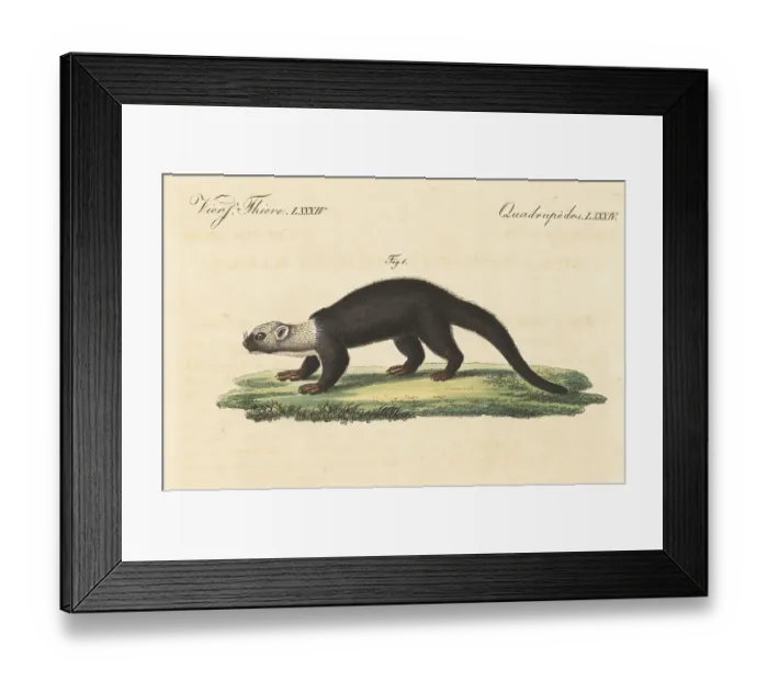 Framed Print : Tayra, Eira barbara