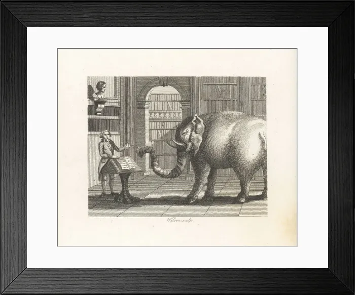 Framed Print : The Elephant and the Bookseller Framed Print : The Elephant and the Bookseller