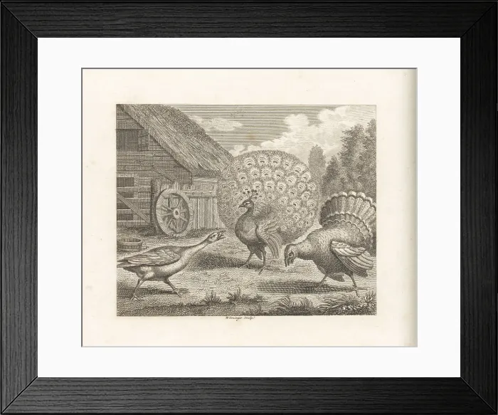Framed Print : The Peacock, the Turkey and the Goose Framed Print : The Peacock, the Turkey and the Goose
