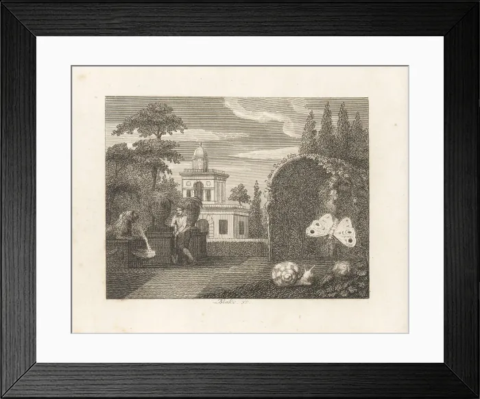Framed Print : The Butterfly and the Snail Framed Print : The Butterfly and the Snail