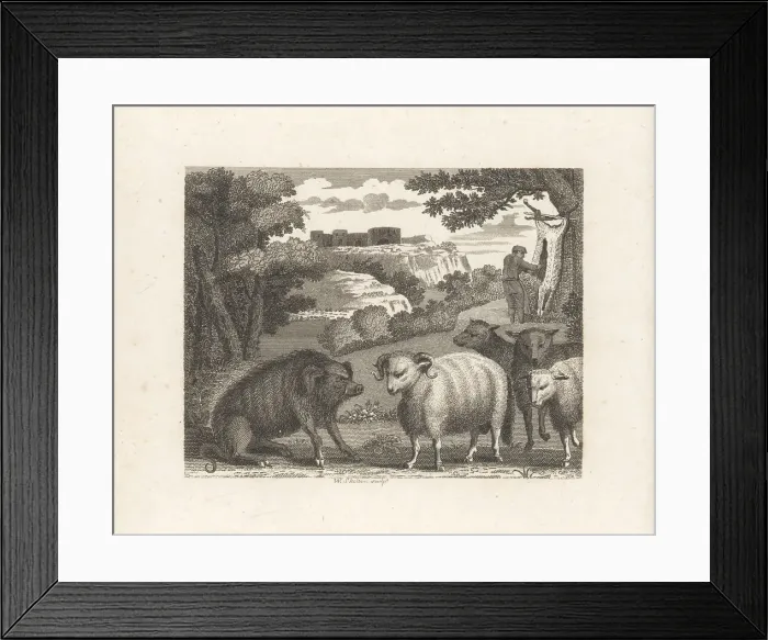 Framed Print : The Wild Boar and the Ram Framed Print : The Wild Boar and the Ram