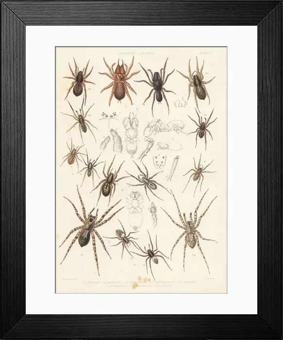 Framed Print : Purse web and wolf spider species Framed Print : Purse web and wolf spider species