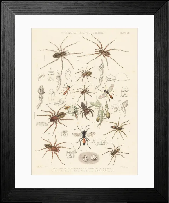 Framed Print : Spiders and parasite ichneumons or spider wasps Framed Print : Spiders and parasite ichneumons or spider wasps