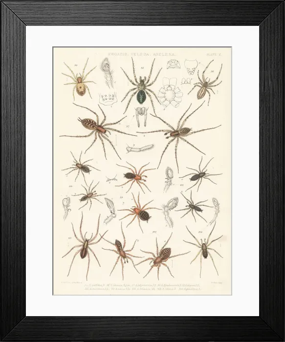 Framed Print : Feather-legged, dwarf-sheet and combtail spiders Framed Print : Feather-legged, dwarf-sheet and combtail spiders