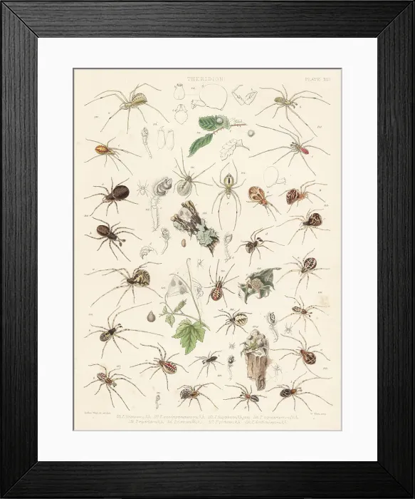 Framed Print : Common house spider, tangle-web spider, cobweb spiders Framed Print : Common house spider, tangle-web spider, cobweb spiders