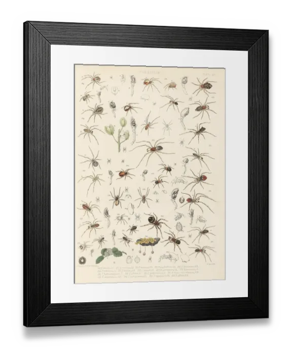 Framed Print : Comb-footed spider and cobweb spiders Framed Print : Comb-footed spider and cobweb spiders