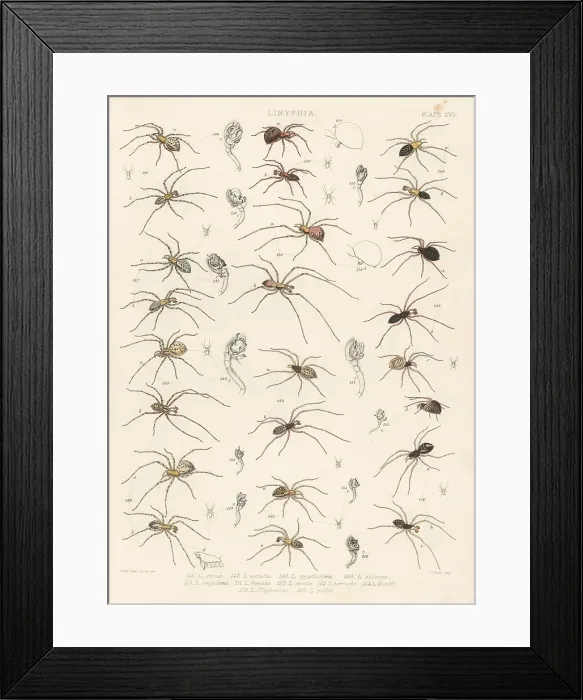 Framed Print : Sheetweb spider, invisible spider, cavity spider, etc Framed Print : Sheetweb spider, invisible spider, cavity spider, etc
