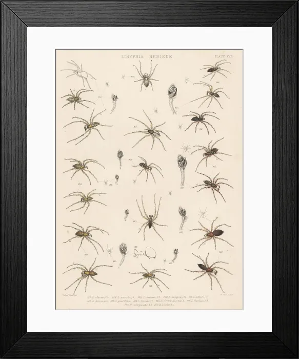 Framed Print : Dwarf and sheetweb spiders Framed Print : Dwarf and sheetweb spiders