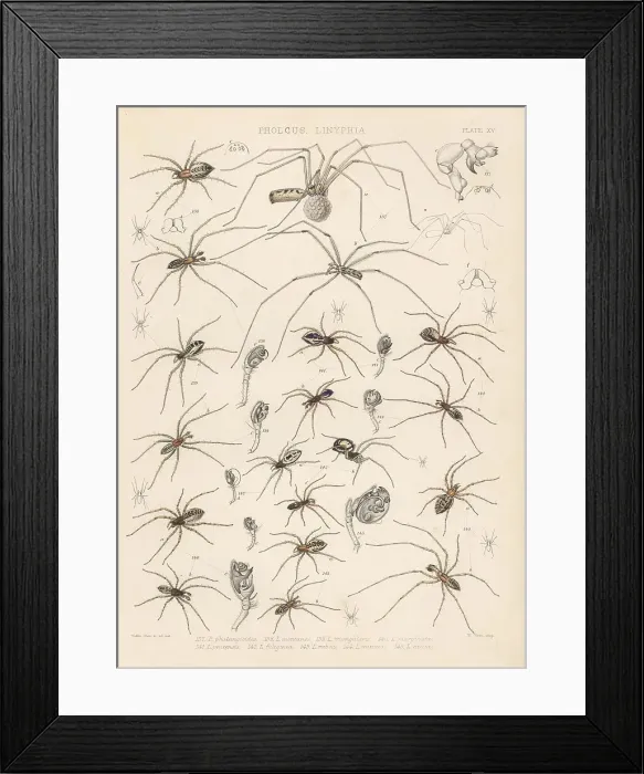 Framed Print : Daddy long-legs, filmy dome spider, sheet weaver spider, etc Framed Print : Daddy long-legs, filmy dome spider, sheet weaver spider, etc
