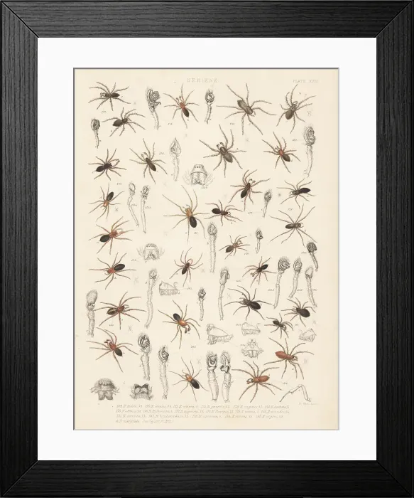 Framed Print : Sheetweaver spiders, dwarf spiders, etc Framed Print : Sheetweaver spiders, dwarf spiders, etc