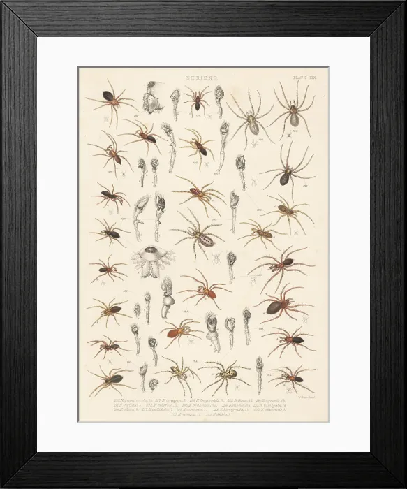 Framed Print : Dwarf spiders, sheet weaver spiders, etc Framed Print : Dwarf spiders, sheet weaver spiders, etc