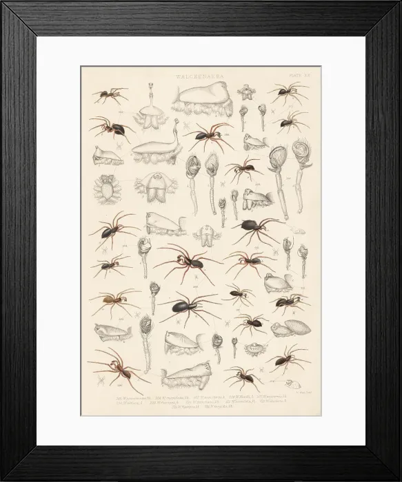 Framed Print : Dwarf spiders, sheet weaver spiders, etc Framed Print : Dwarf spiders, sheet weaver spiders, etc