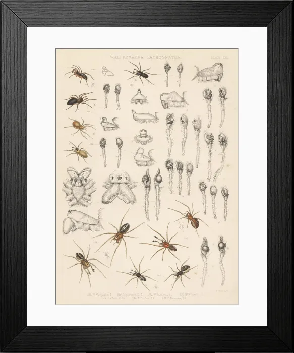 Framed Print : Sheet weaver, dwarf and long-jawed orbweaver spiders Framed Print : Sheet weaver, dwarf and long-jawed orbweaver spiders