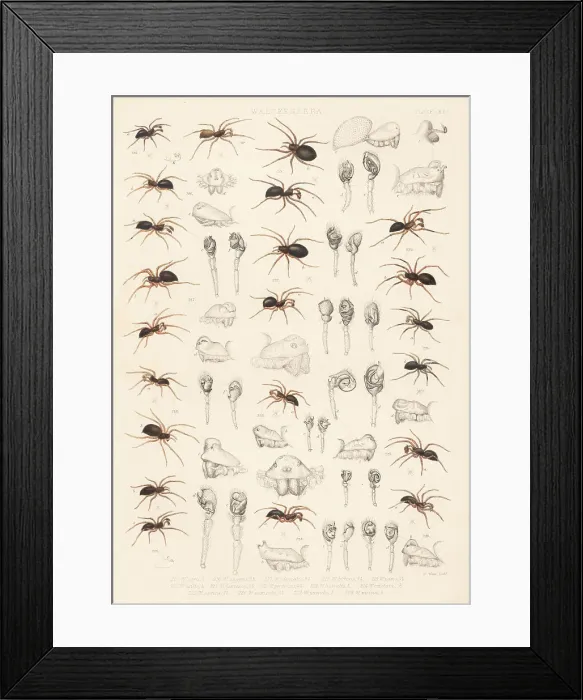 Framed Print : Dwarf spiders, sheet weaver spiders, etc Framed Print : Dwarf spiders, sheet weaver spiders, etc