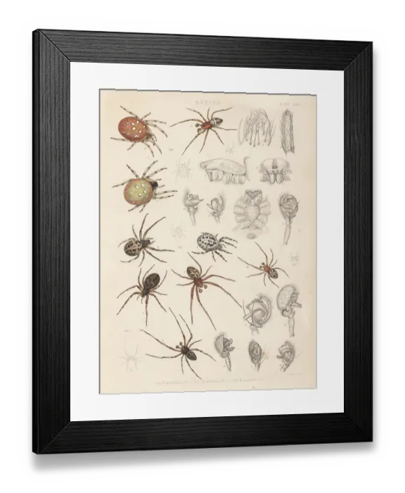 Framed Print : Four-spot orb-weaver, furrow spider and bridge spider Framed Print : Four-spot orb-weaver, furrow spider and bridge spider