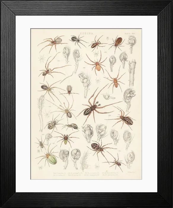 Framed Print : Missing sector orb weavers, cricket bat and cucumber green spide Framed Print : Missing sector orb weavers, cricket bat and cucumber green spide