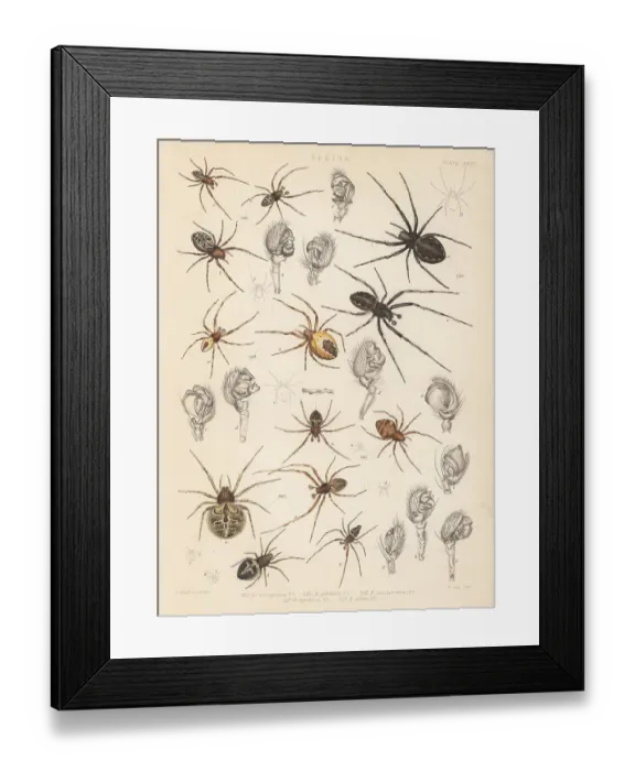 Framed Print : Orbweaver spiders Framed Print : Orbweaver spiders