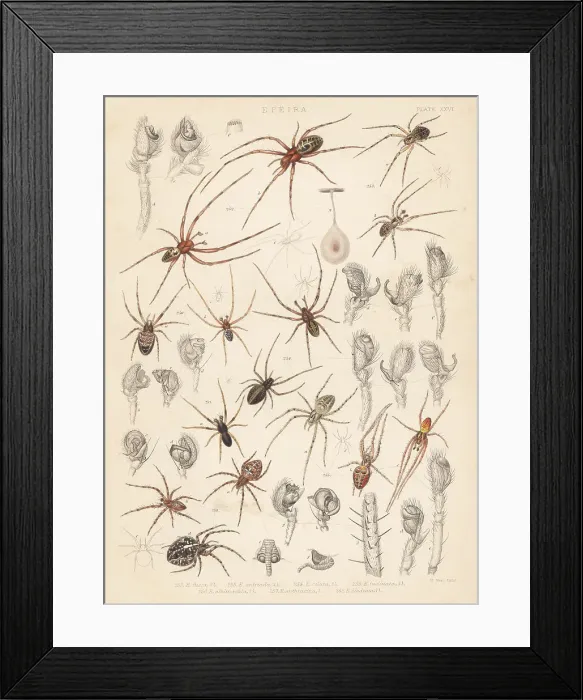 Framed Print : European cave spider, diadem spider, orbweaver, etc Framed Print : European cave spider, diadem spider, orbweaver, etc