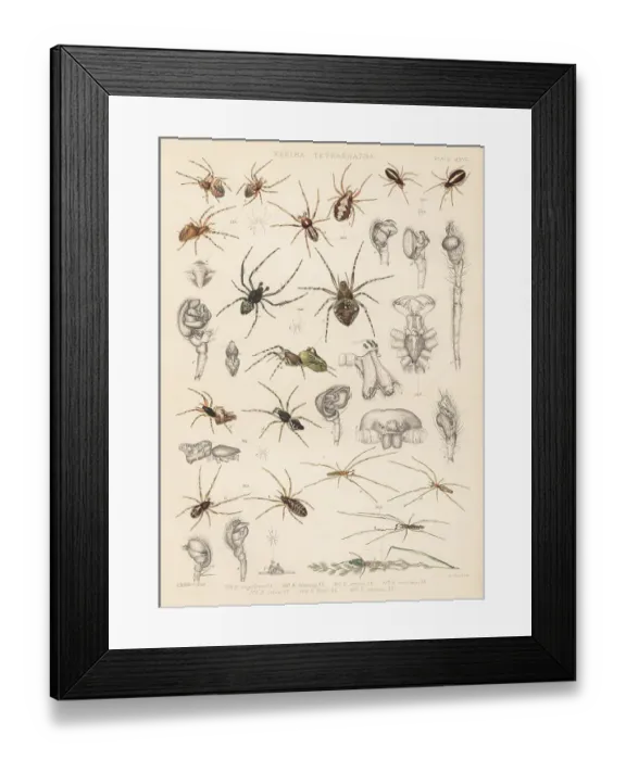 Framed Print : Orbweaver spiders Framed Print : Orbweaver spiders