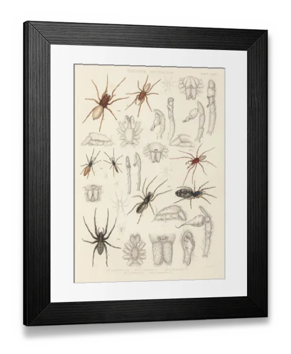 Framed Print : Woodlouse hunter, green-fanged tube web spider, etc Framed Print : Woodlouse hunter, green-fanged tube web spider, etc