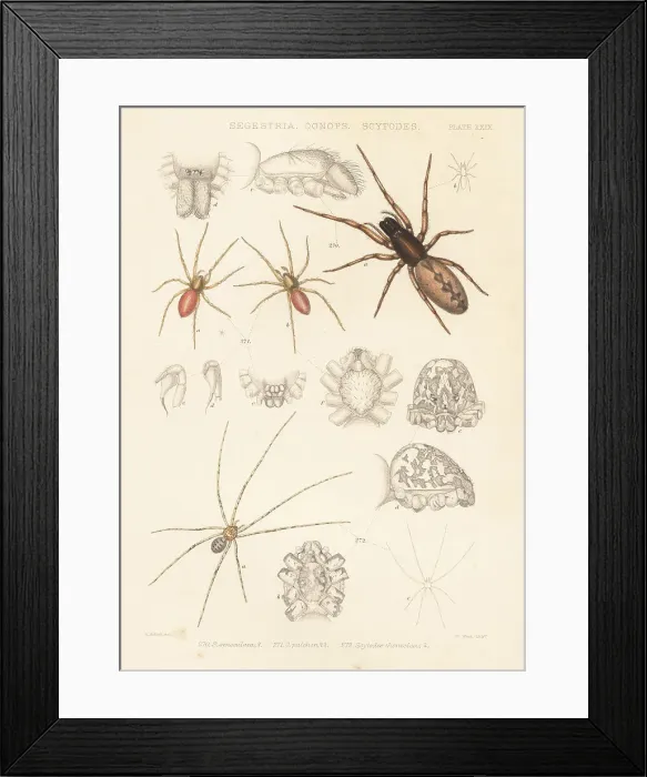 Framed Print : Snake-back, goblin and spitting spiders Framed Print : Snake-back, goblin and spitting spiders