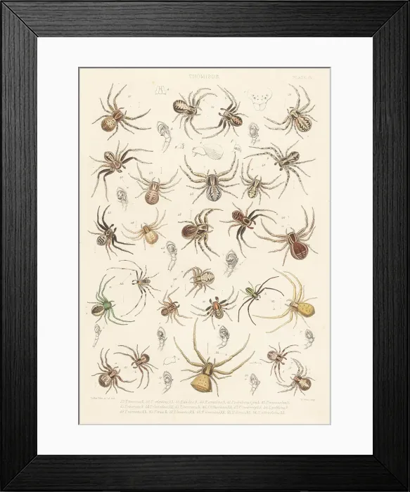 Framed Print : Crab spiders Framed Print : Crab spiders