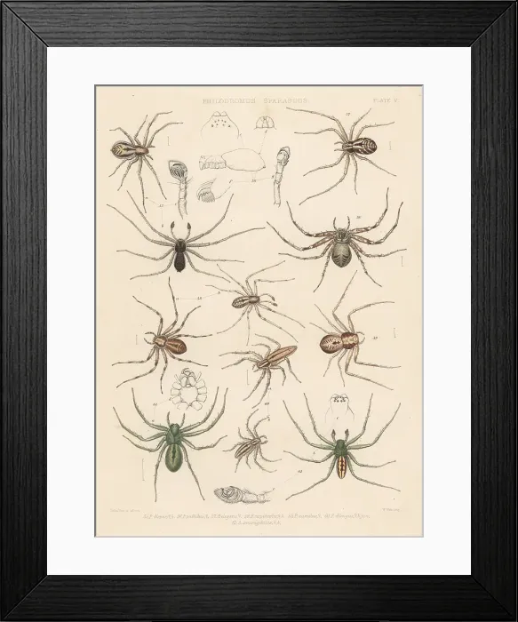 Framed Print : Crab spiders and green huntsman Framed Print : Crab spiders and green huntsman