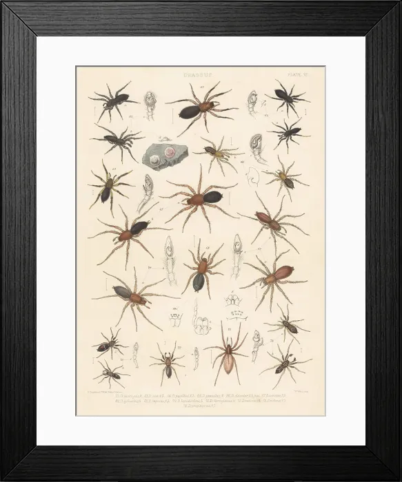 Framed Print : Ground spiders Framed Print : Ground spiders