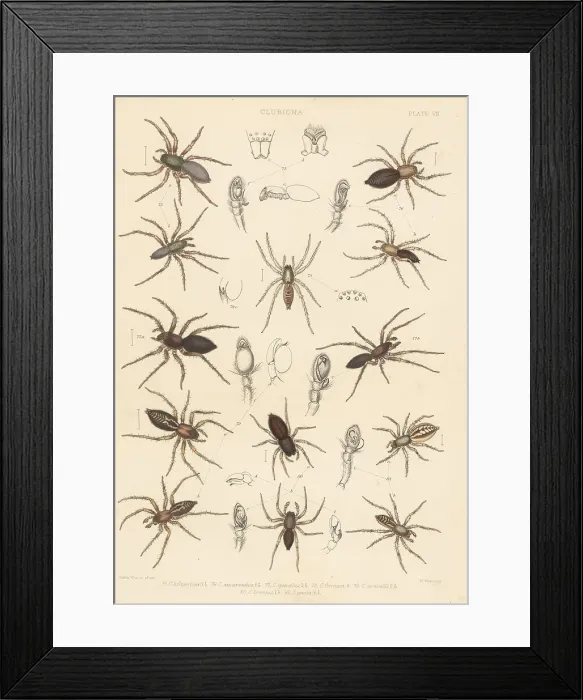 Framed Print : Sac spiders Framed Print : Sac spiders