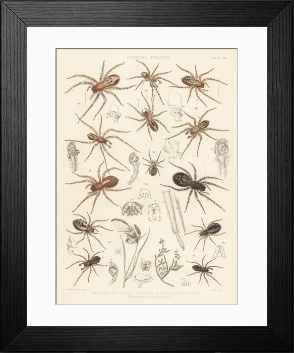 Framed Print : Lace-webbed and lace-weaver spiders Framed Print : Lace-webbed and lace-weaver spiders