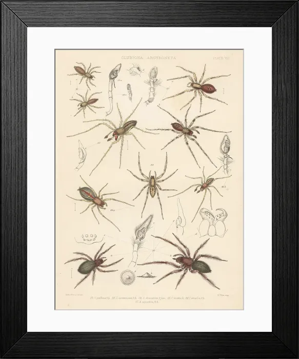 Framed Print : Sac spider, two-clawed hunting spider, diving bell spider, etc Framed Print : Sac spider, two-clawed hunting spider, diving bell spider, etc