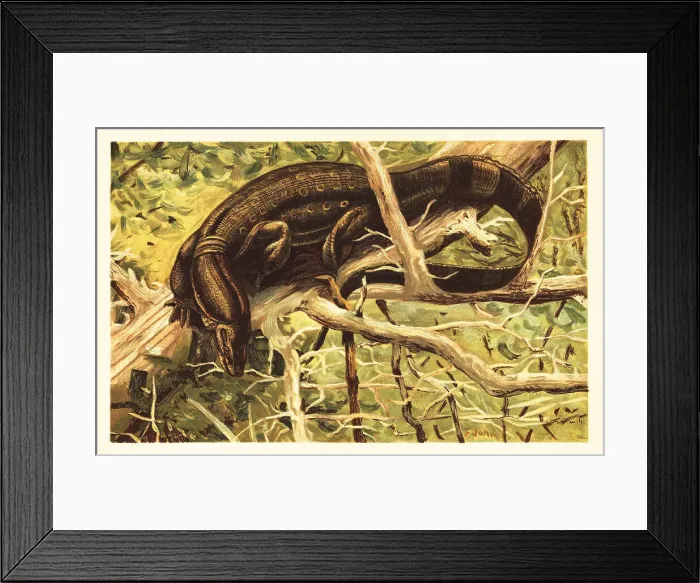 Framed Print : Water monitor lizard, Varanus salvator Framed Print : Water monitor lizard, Varanus salvator