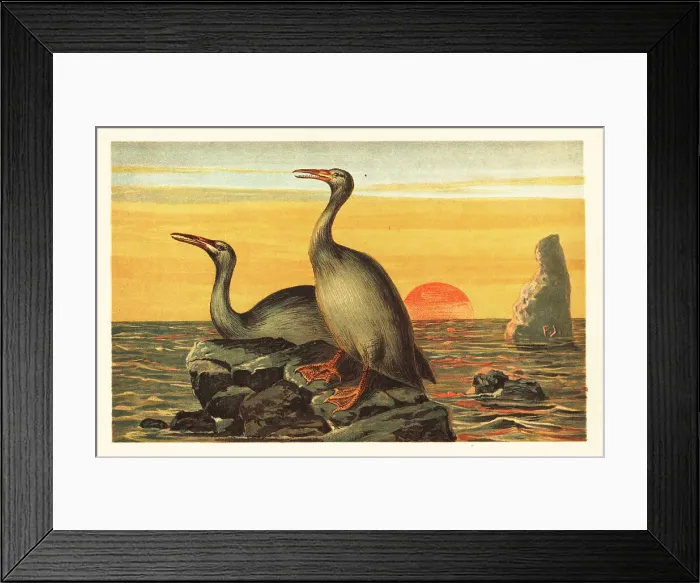 Framed Print : Hesperornis regalis, extinct cormorant-like bird Framed Print : Hesperornis regalis, extinct cormorant-like bird
