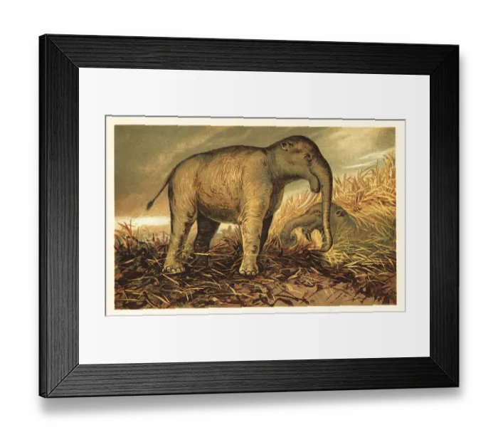 Framed Print : Deinotherium giganteum, large prehistoric relative of modern-day Framed Print : Deinotherium giganteum, large prehistoric relative of modern-day