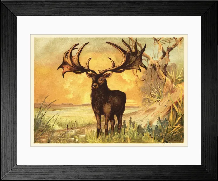 Framed Print : Irish Elk, Megaloceros giganteus Framed Print : Irish Elk, Megaloceros giganteus